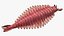 Pink Opabinia