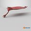 Pink Opabinia