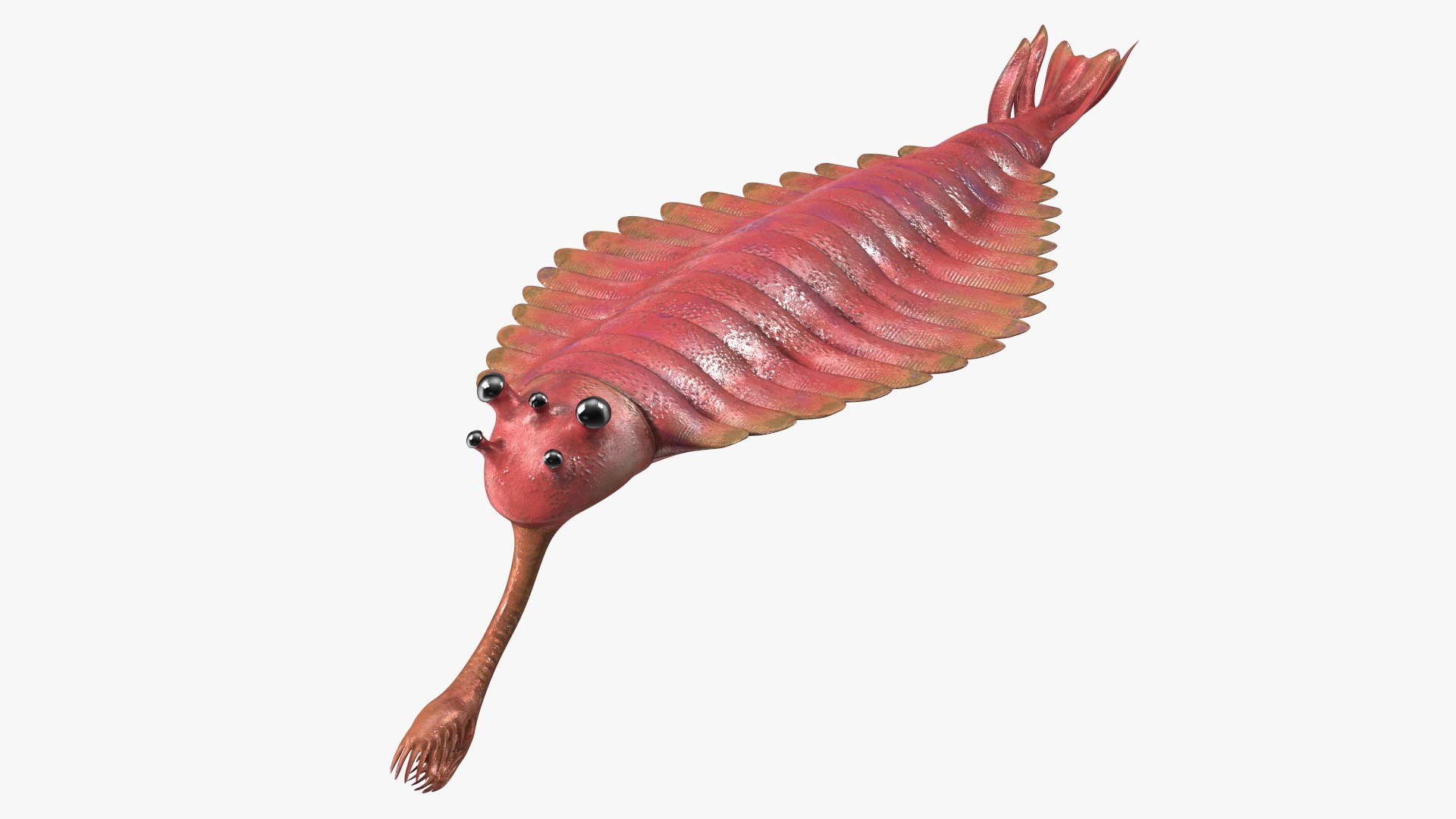 3D Pink Opabinia https://p.turbosquid.com/ts-thumb/3S/cbKx0g/GL/pinkopabiniavray3dmodel010/jpg/1705376989/1920x1080/fit_q87/939b10bfbac9663f9faf0ad6e09e6019b7098508/pinkopabiniavray3dmodel010.jpg