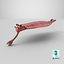 Pink Opabinia