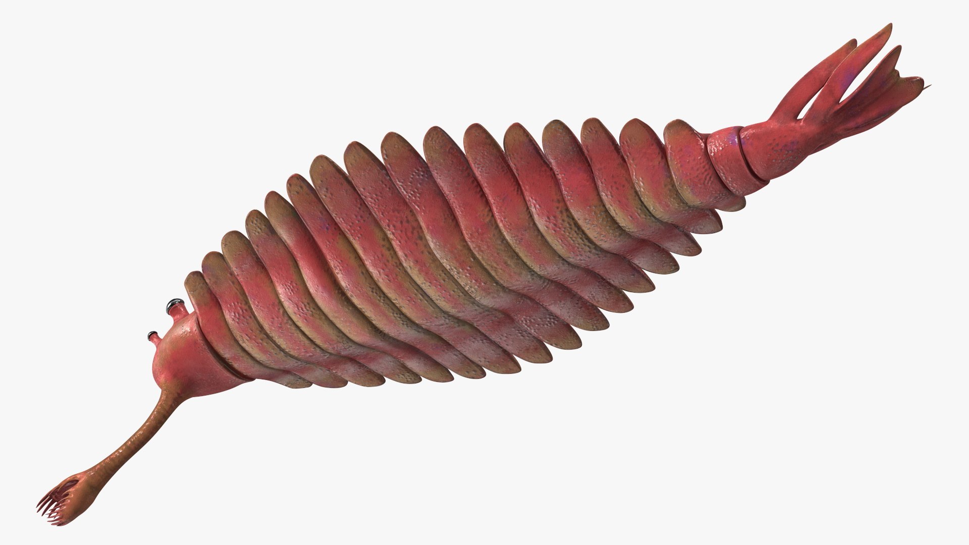3D Pink Opabinia https://p.turbosquid.com/ts-thumb/3S/cbKx0g/XL/pinkopabiniavray3dmodel014/jpg/1705377006/1920x1080/fit_q87/2ef33159cdcb0302a7ae2649c96c9545974ed89d/pinkopabiniavray3dmodel014.jpg