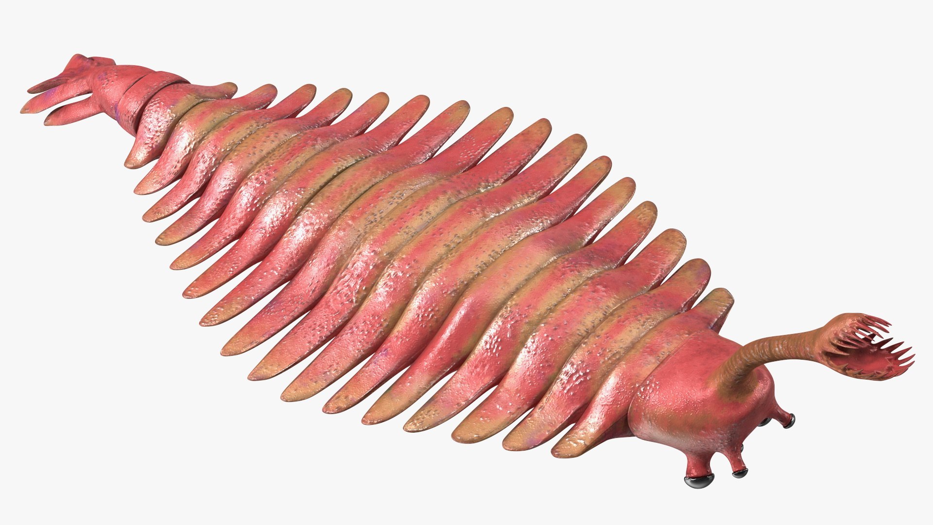 3D Pink Opabinia https://p.turbosquid.com/ts-thumb/3S/cbKx0g/XU/pinkopabiniavray3dmodel015/jpg/1705377011/1920x1080/fit_q87/c2e241dfec2ff99717baa14dbf6e4a9a5d2cac58/pinkopabiniavray3dmodel015.jpg