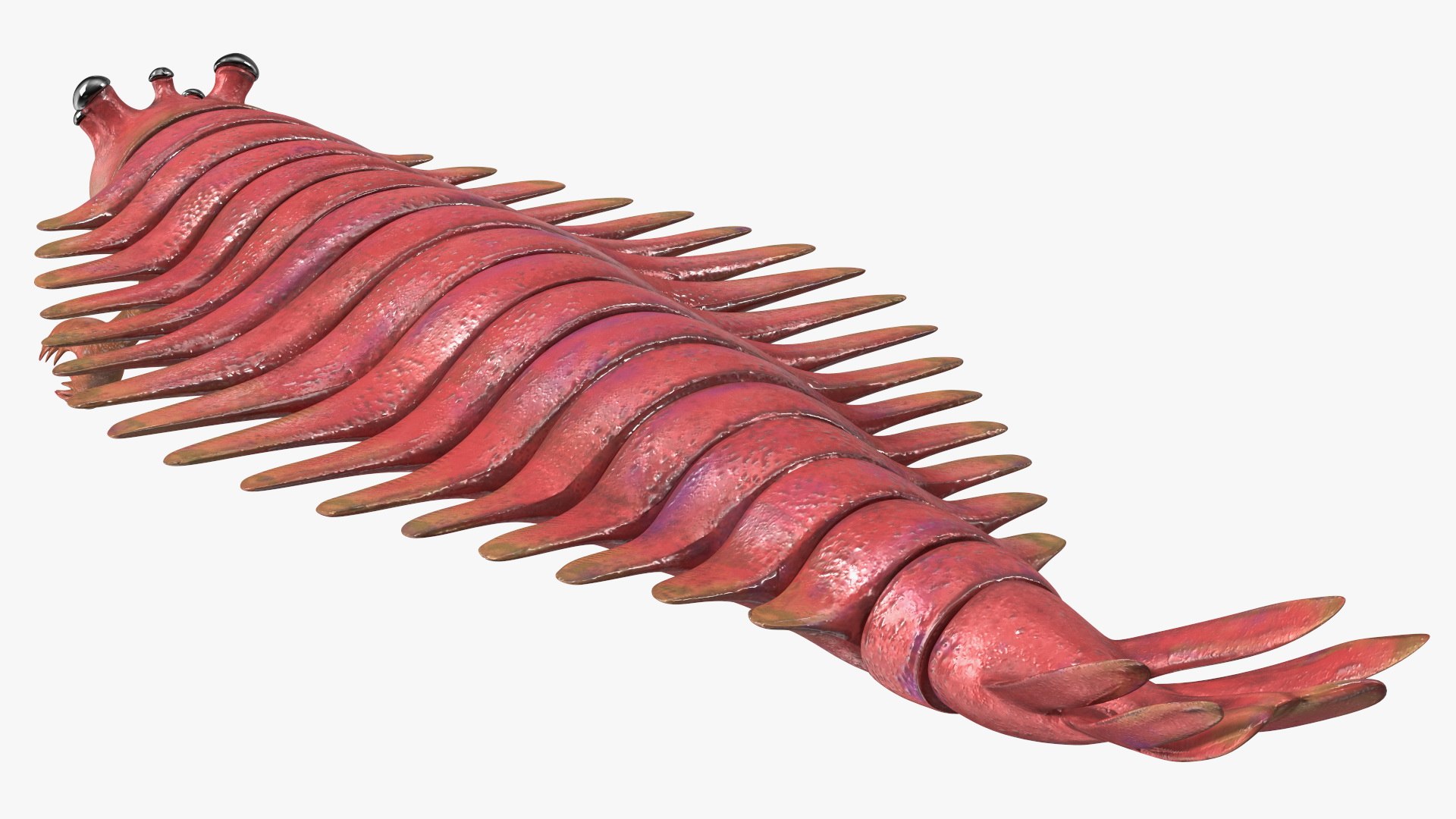 3D Pink Opabinia https://p.turbosquid.com/ts-thumb/3S/cbKx0g/dF/pinkopabiniavray3dmodel013/jpg/1705377001/1920x1080/fit_q87/775dec1d7ac8ca04de537ec88688a3d957ec22b1/pinkopabiniavray3dmodel013.jpg