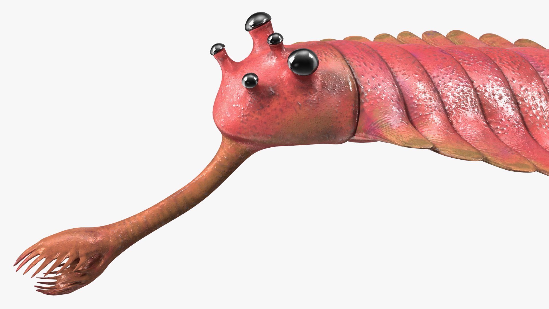 3D Pink Opabinia https://p.turbosquid.com/ts-thumb/3S/cbKx0g/pg/pinkopabiniavray3dmodel018/jpg/1705377023/1920x1080/fit_q87/d50df20aadf6cc1dee55aa86e18036db7caec02c/pinkopabiniavray3dmodel018.jpg