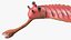 Pink Opabinia