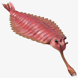 Pink Opabinia