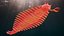 Pink Opabinia