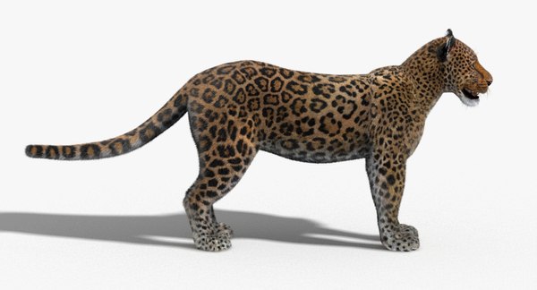 3d leopard fur