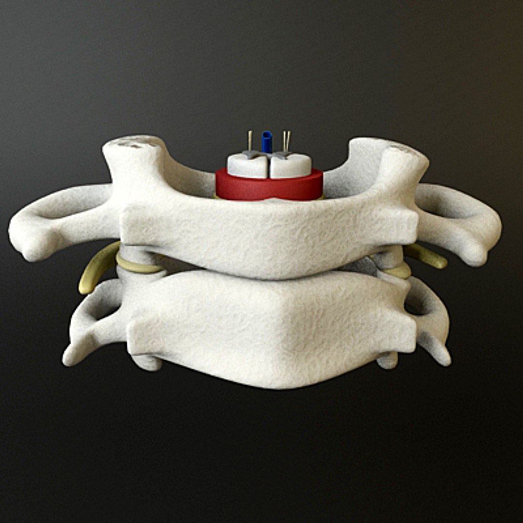 3ds max c1 c2 vertebrae https://p.turbosquid.com/ts-thumb/3S/vP6tmO/0VdSCfMK/render4/jpg/1286063893/1920x1080/fit_q87/e0f5a563f1e5a1b0e31413ff73ee432b6f72059a/render4.jpg