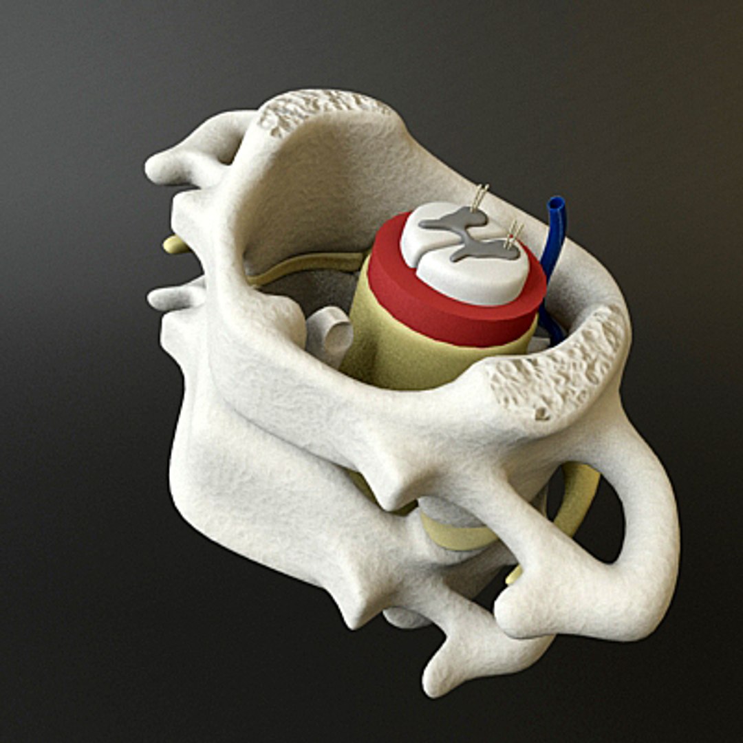 3ds max c1 c2 vertebrae https://p.turbosquid.com/ts-thumb/3S/vP6tmO/JNasZ8YN/render3/jpg/1286063893/1920x1080/fit_q87/5565a9db508dcd2c77d5ae6a4ce8d71823c57fa0/render3.jpg