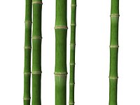 Bamboo Trunk