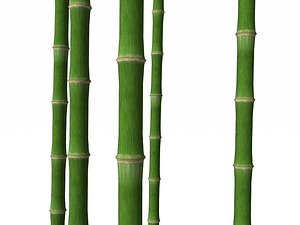 3d uv bamboo trunk