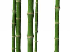 Bamboo Trunk