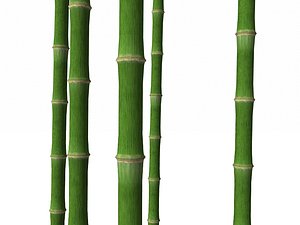 Bamboo Trunk