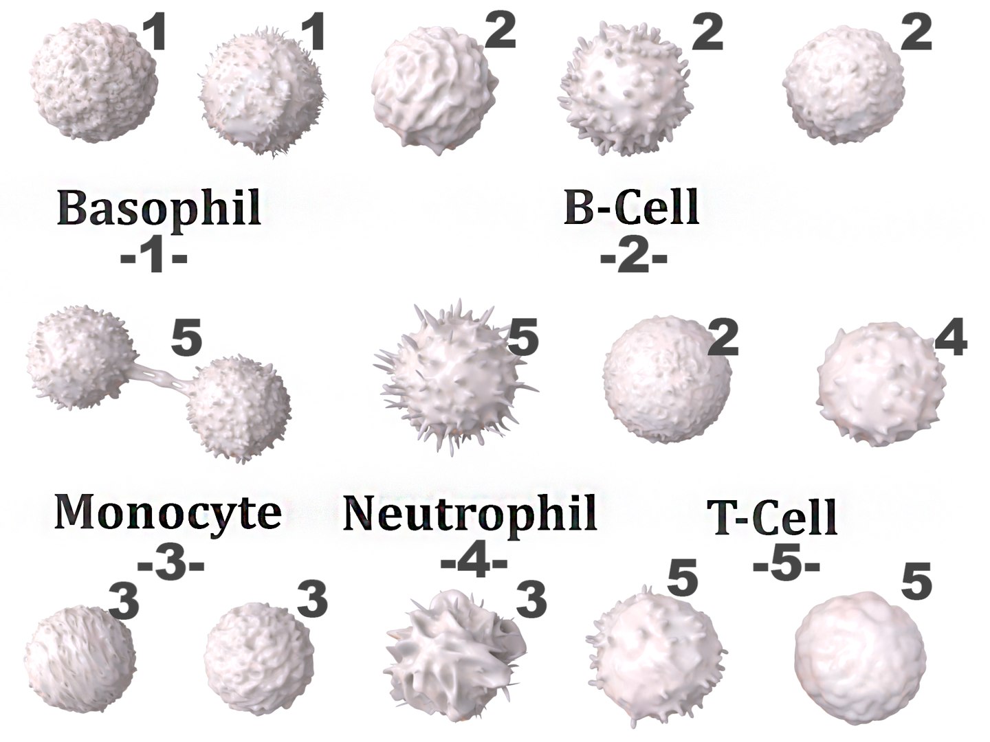 3D model lymphocytes pack - TurboSquid 1519768
