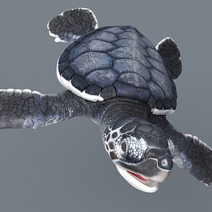 3D Black Baby Sea Turtle Swim Rigged For Maya Animated