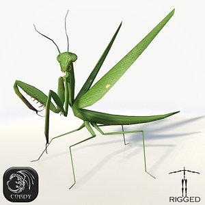 3d realistic mantis rig animation model