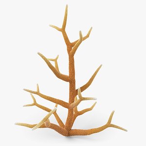 Acropora Coral R 01 3D