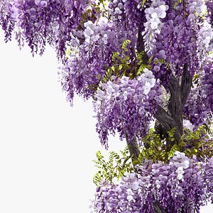 Wisteria vine 02