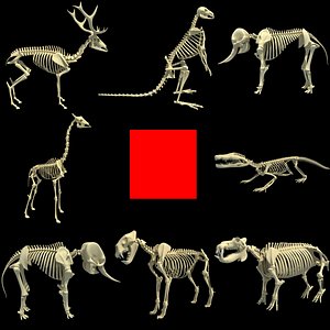 3d model skeleton animal