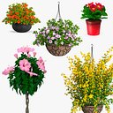 Blooming Flowers in Pot Collection 3
