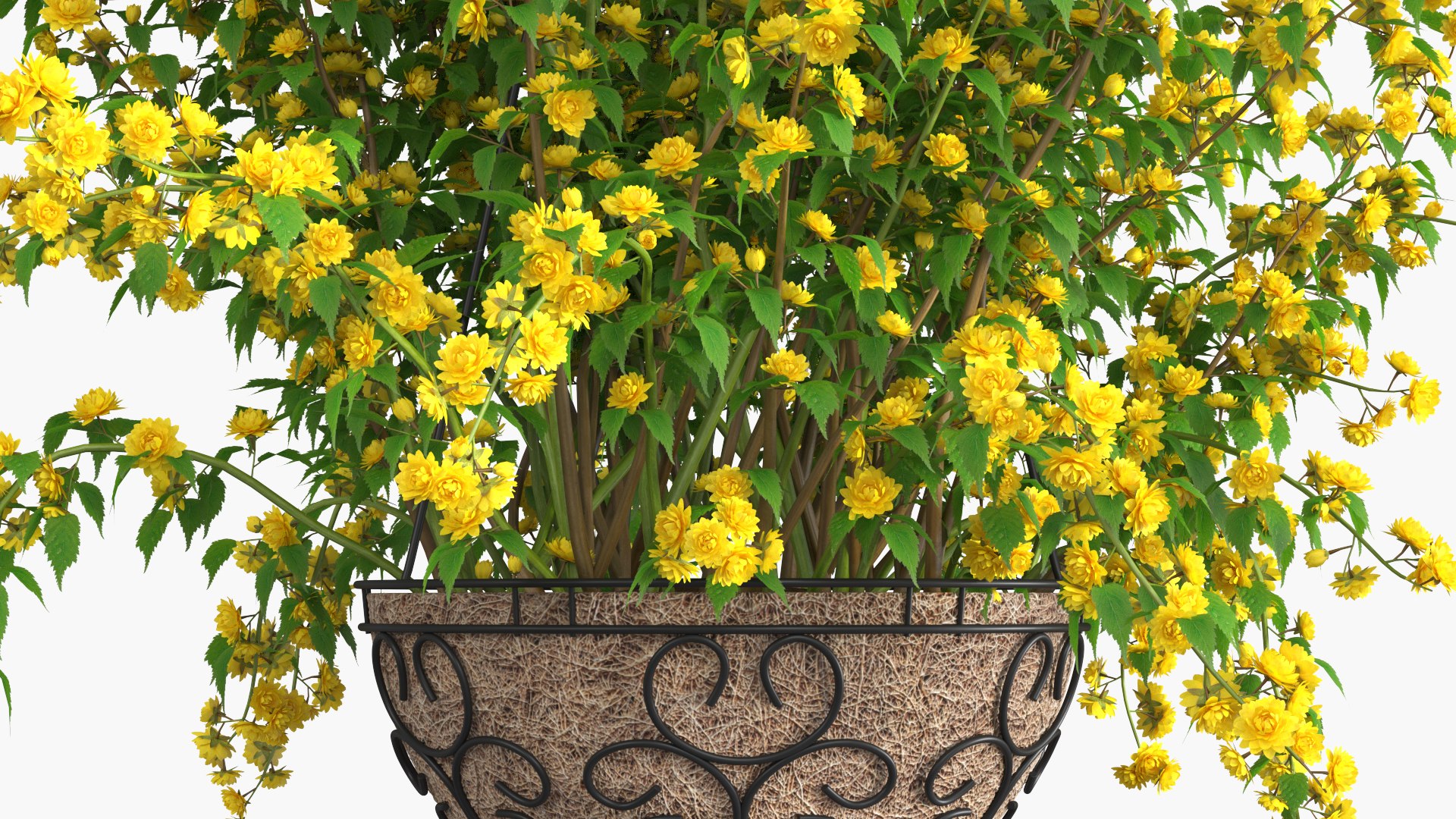 3D Blooming Flowers in Pot Collection 3 https://p.turbosquid.com/ts-thumb/3T/WhiEqa/Ic/blooming_flowers_in_pot_collection_3_004/jpg/1777295878/1920x1080/fit_q87/7c60e885835609200fd81e0eb804ccb89957a666/blooming_flowers_in_pot_collection_3_004.jpg