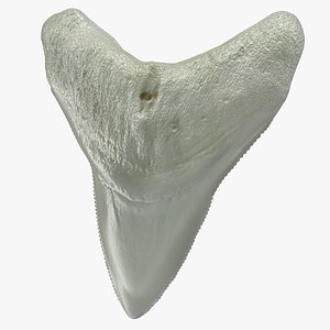 megalodon shark tooth 3D model