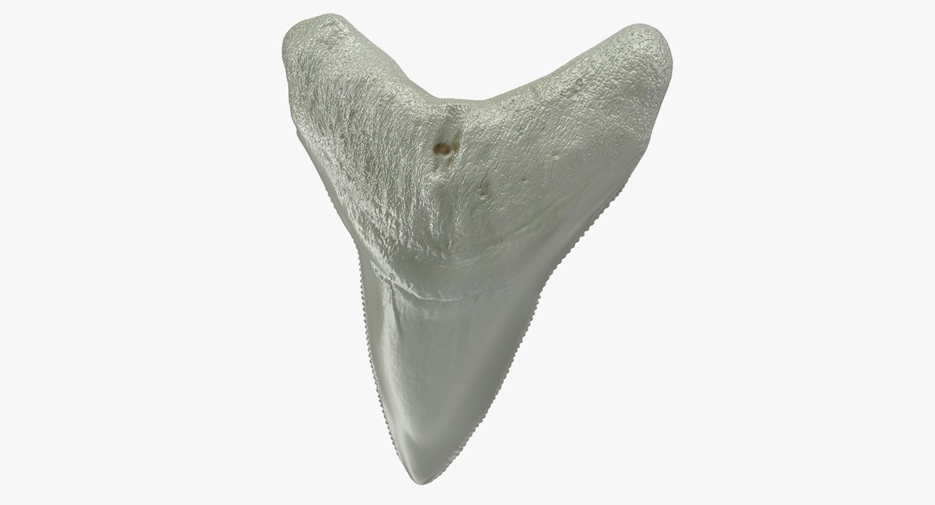 Megalodon Shark Tooth 3D model preview