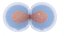 Cell Division