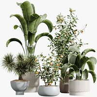 AV Indoor Plants Set 340 Ravenala Banana and China Orange Tree and Spineless Yucca