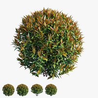 Syzygium campanulatum plant set 03