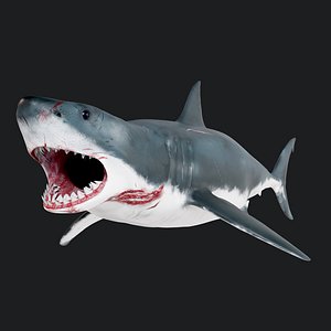 3D Sharks