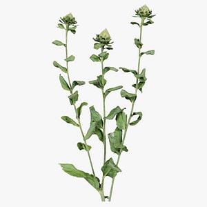 Safflower Distaff Thistle Saffron Carthamus Tinctorius Remastered 3D model