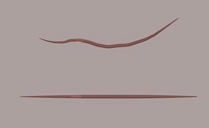 3D model Worm