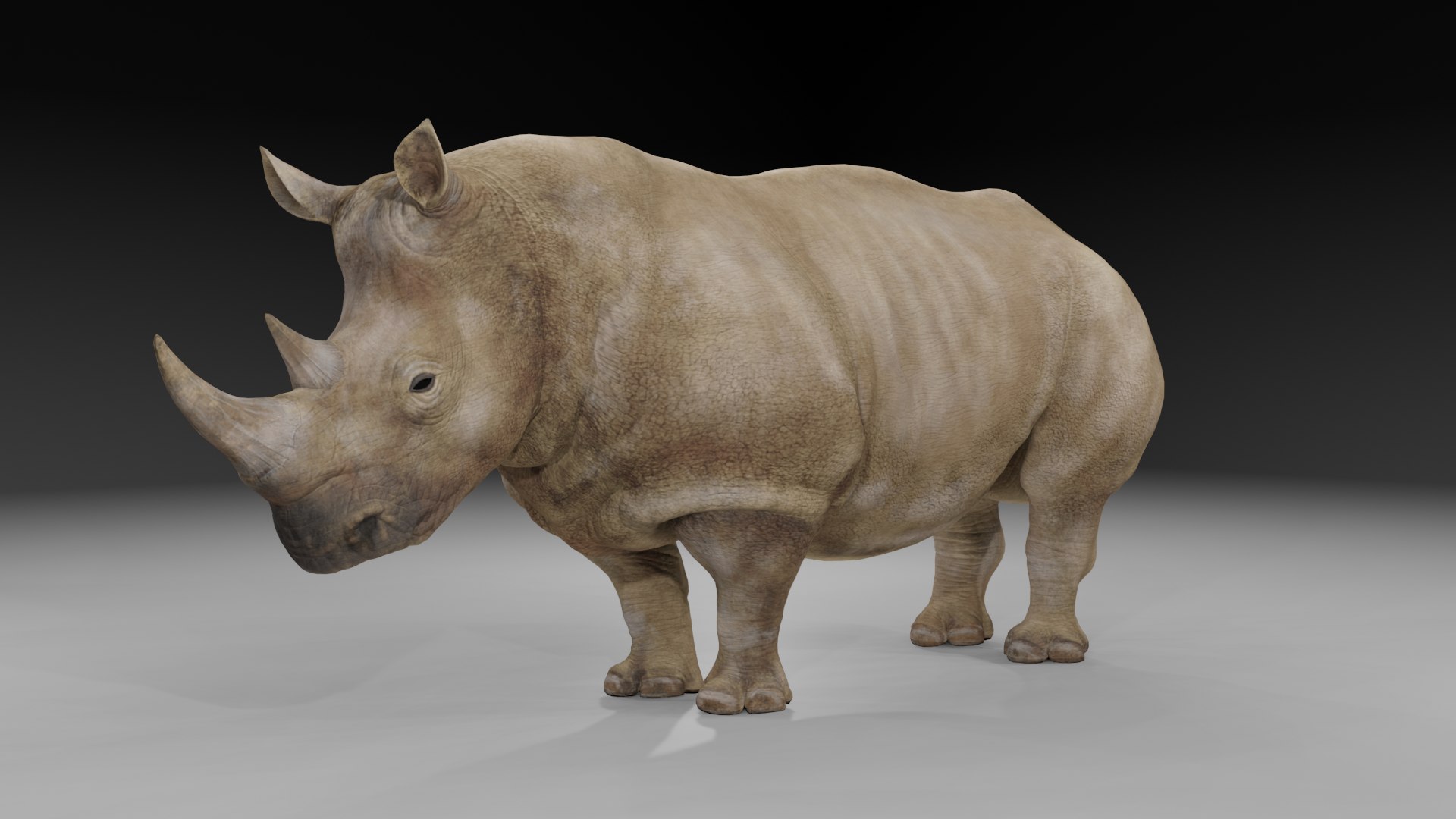 Realistic Animated Grey Rhino 3D model 3D model - TurboSquid 2182184