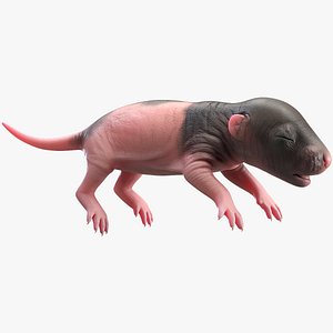 rat baby 3D