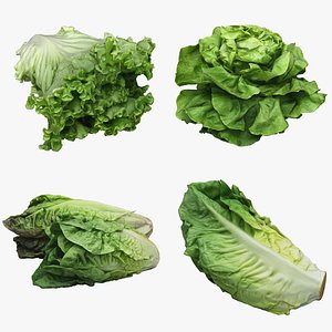 3D model Salad Collection 12