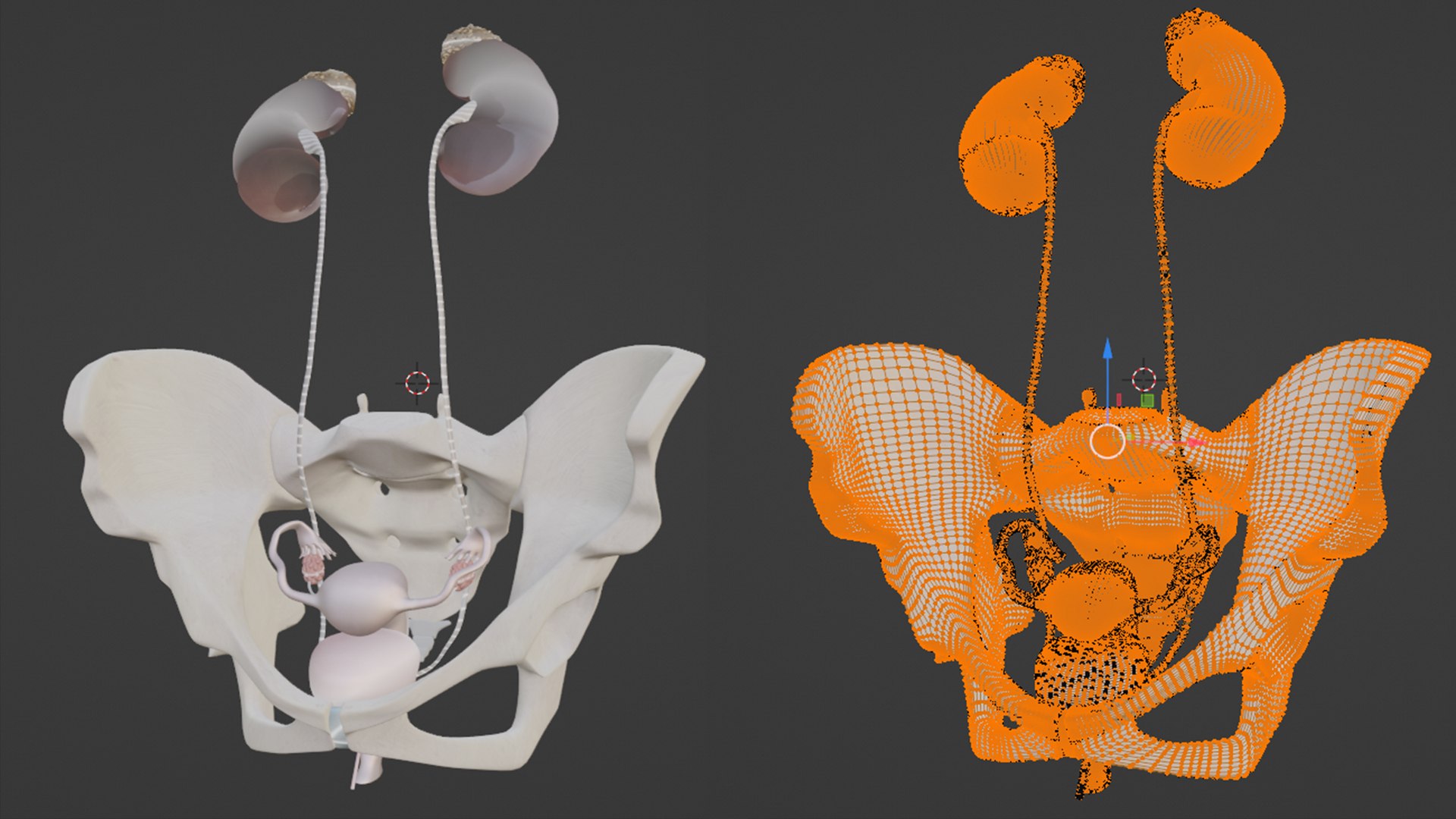 3D Female Reproductive And Urinary System With Hip And Sacrum Model ...