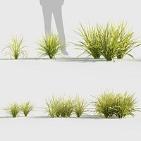 Ophiopogon japonicus 3D model