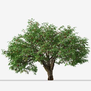 Set of Rowan or Mountain Ash Tree - 2 Trees 3D model
