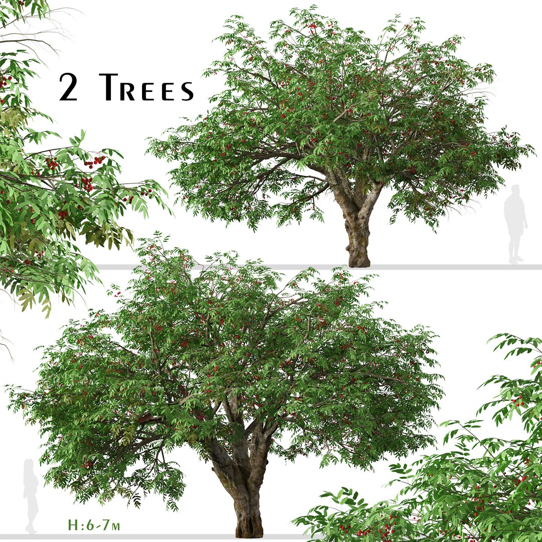 Set Of Rowan Or Mountain Ash Tree - 2 Trees 3D Model - TurboSquid 2000738
