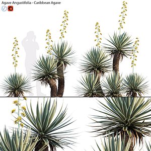 3D Agave angustifolia 02