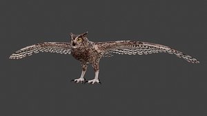 Spotted eagle owl