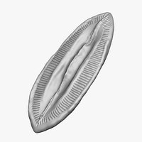 Diatom photosynthetic single- celled algae