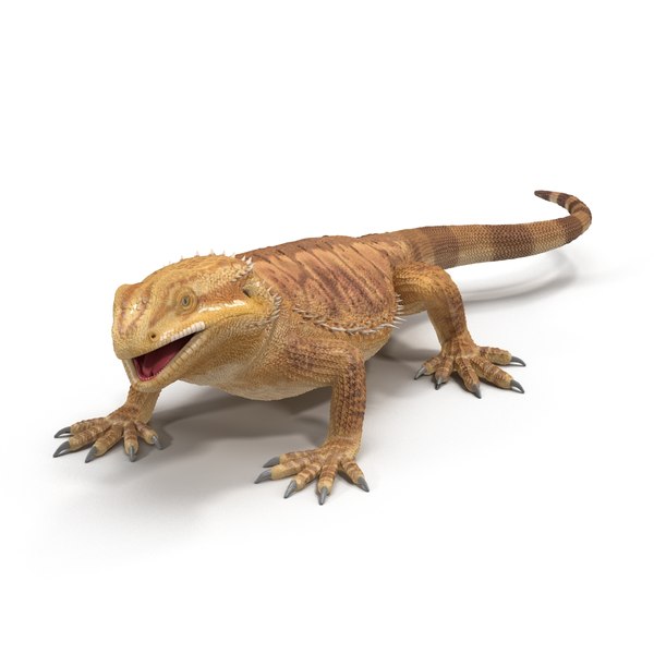 bearded dragon rigged ma