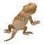 bearded dragon rigged ma