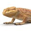 bearded dragon rigged ma