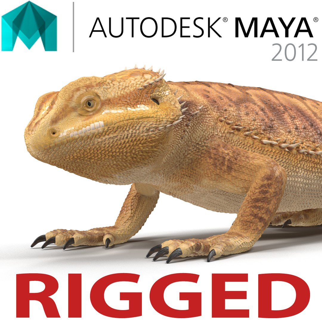bearded dragon rigged ma https://p.turbosquid.com/ts-thumb/3U/XPtkAd/ioCANWSn/beardeddragonriggedmaya3dmodel00/jpg/1478281445/1920x1080/fit_q87/378931377a9a7f1fa82b52b5b12f99337f6780fe/beardeddragonriggedmaya3dmodel00.jpg
