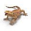 bearded dragon rigged ma
