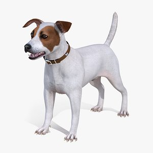 white jack russell terrier 3D model